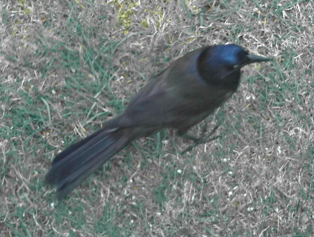 Common grackle